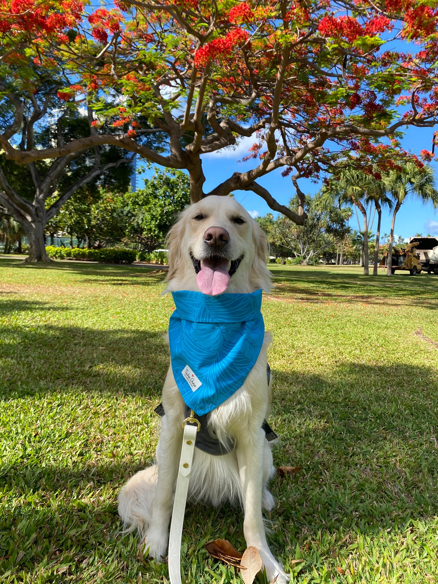 The Blue Hawai'i